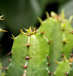 Euphorbia verzorging