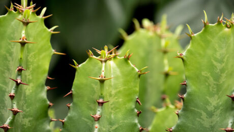 Euphorbia verzorging