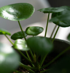 Pilea verzorging