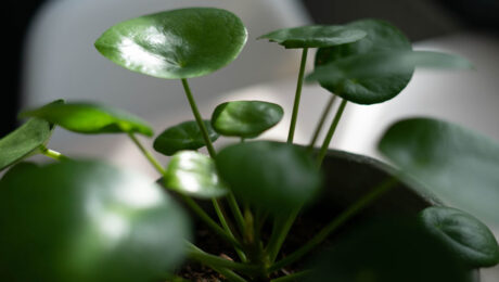 Pilea verzorging