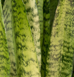 Sansevieria verzorging
