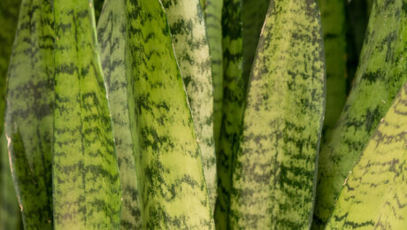 Sansevieria verzorging