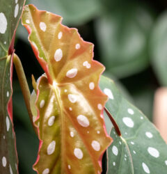Bladbegonia verzorging
