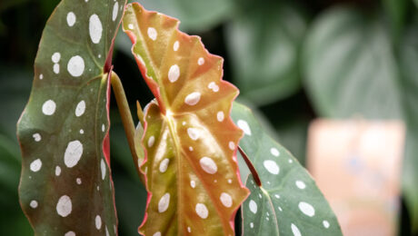 Bladbegonia verzorging