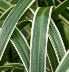 Chlorophytum verzorging
