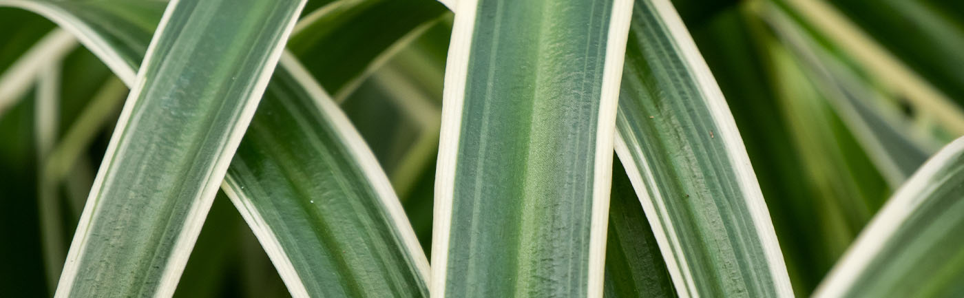 Chlorophytum verzorging