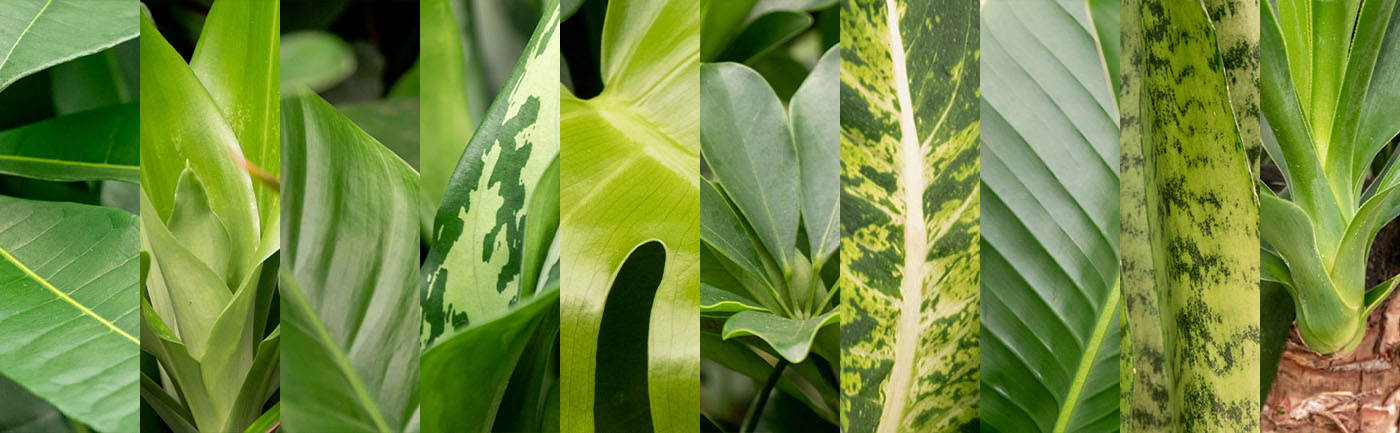 De 10 bekendste giftige planten voor huisdieren en kinderen! De 10 bekendste giftige planten voor huisdieren en kinderen!