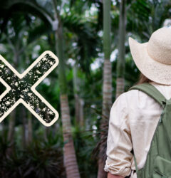 De 10 bekendste giftige planten voor huisdieren en kinderen!