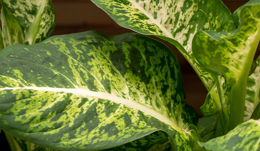 dieffenbachia is giftig