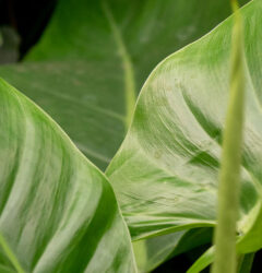 Philodendron verzorging