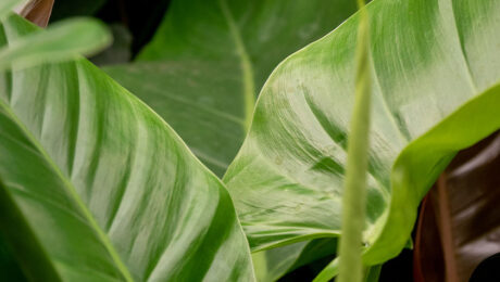 Philodendron verzorging