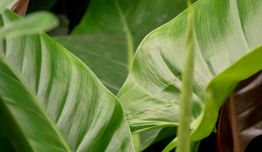 is de philodendron gifitg