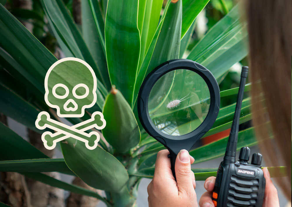 10 redenen waarom jouw planten steeds dood gaan Make A Jungle